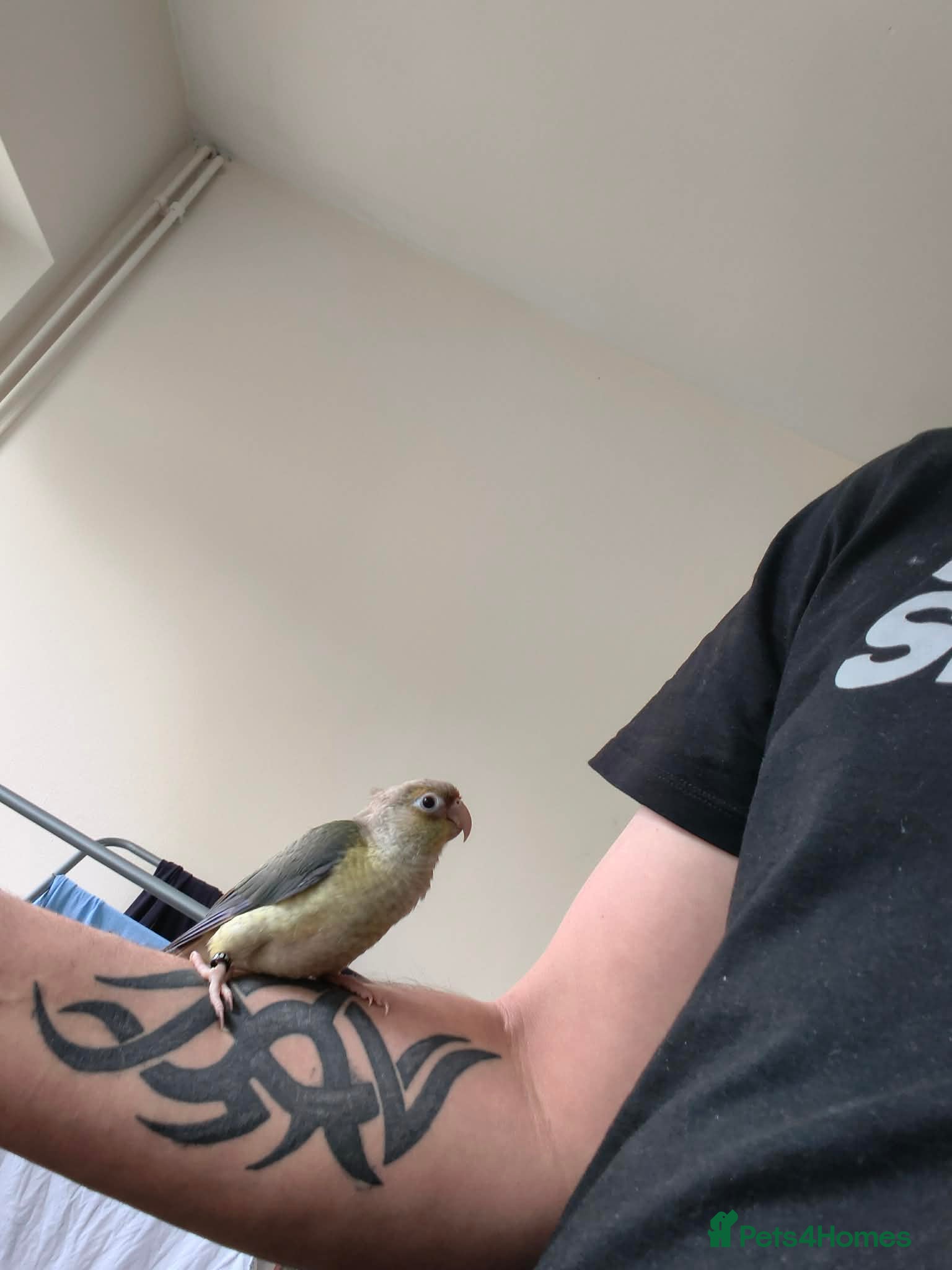 Conures birds Conure  - Advert 17