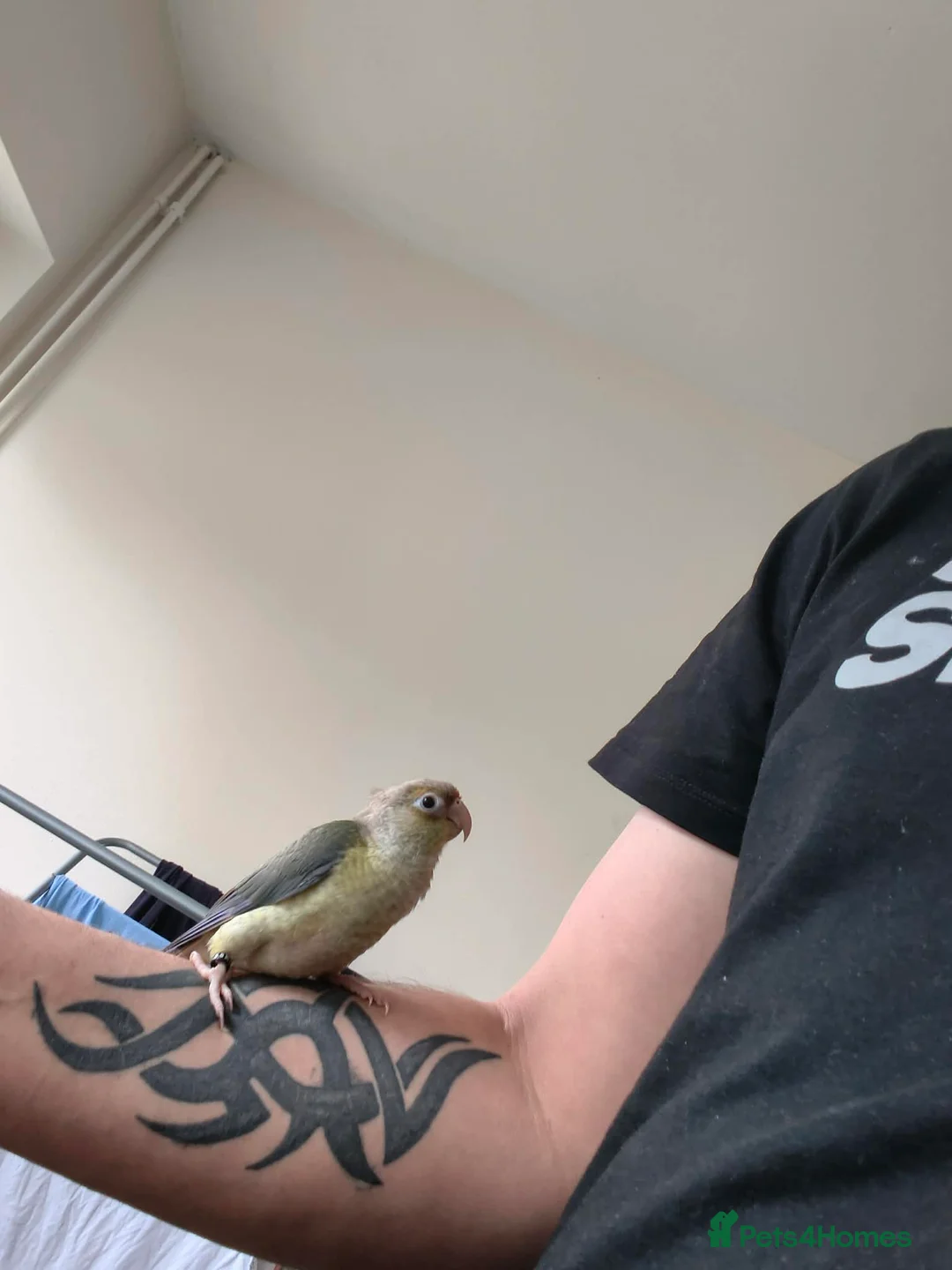 Conures birds for sale: Conure  - Advert 1