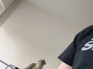 Conures birds Conure - Advert 17