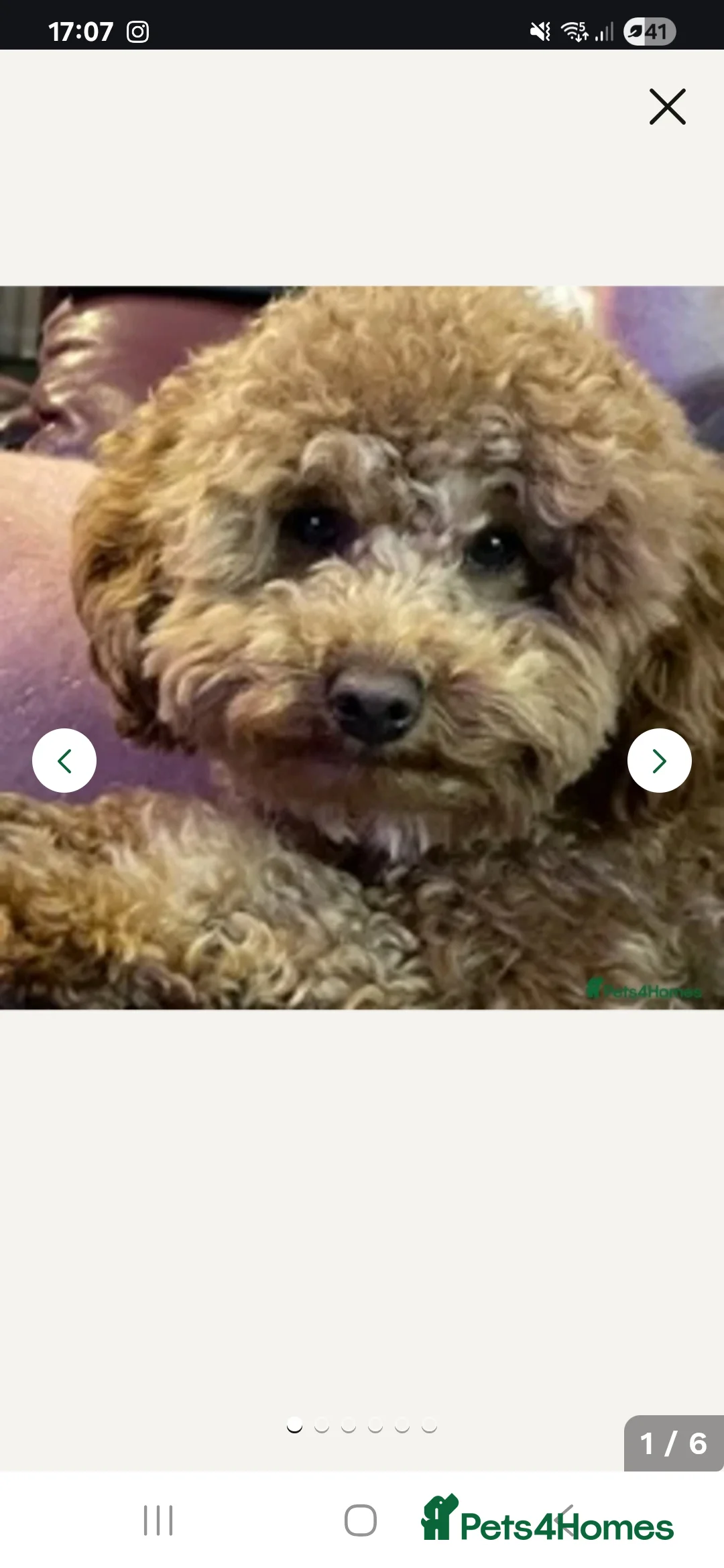 Cockapoo dogs for sale: Minature chocolate brown cockerpoo F1B - Advert 12