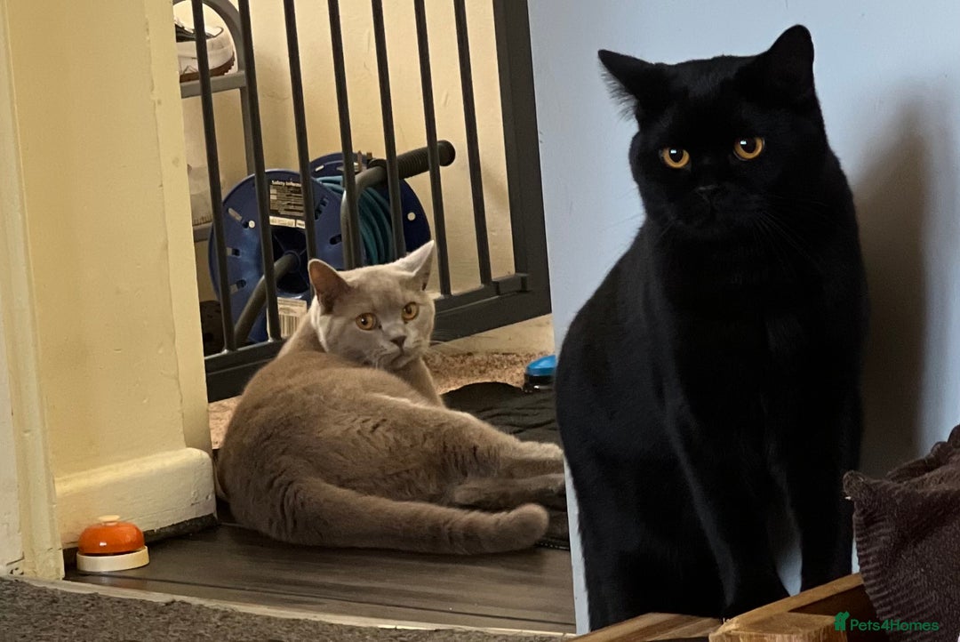 British Shorthair cats for sale: Two stunning boys looking for a loving home! - Image 2