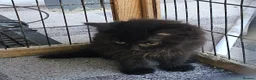 Persian cats for sale: Lovley half perian  - Advert 11