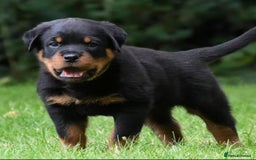 Rottweiler dogs for stud: Onex de Tierra Ibera now available for stud in Newark - Image 36