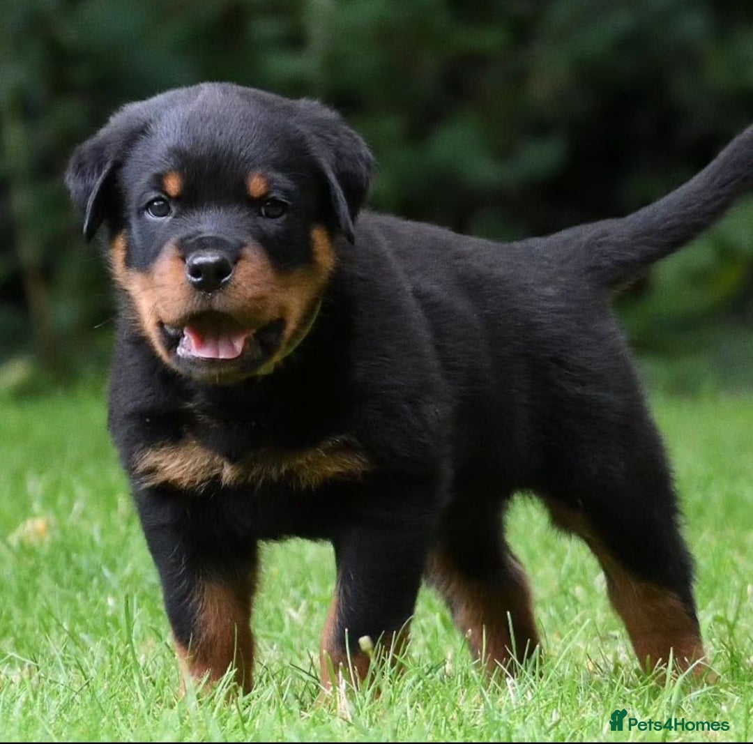 Rottweiler dogs for stud: Onex de Tierra Ibera now available for stud in Newark - Image 36