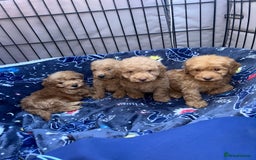 Cockapoo dogs for sale: 8 weeks old beautiful Cockapoo puppies  - Image 11