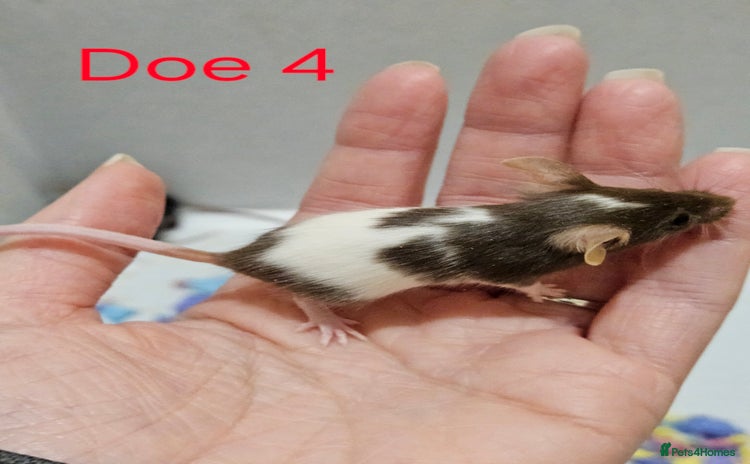 Mouse rodents - Advert 10