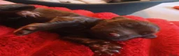 Cockapoo dogs for sale: Fb1 puppies  in Shepperton - Advert 6