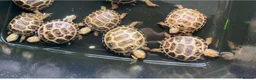 Tortoise reptiles for sale: Horsefield Tortoises  - Advert 2
