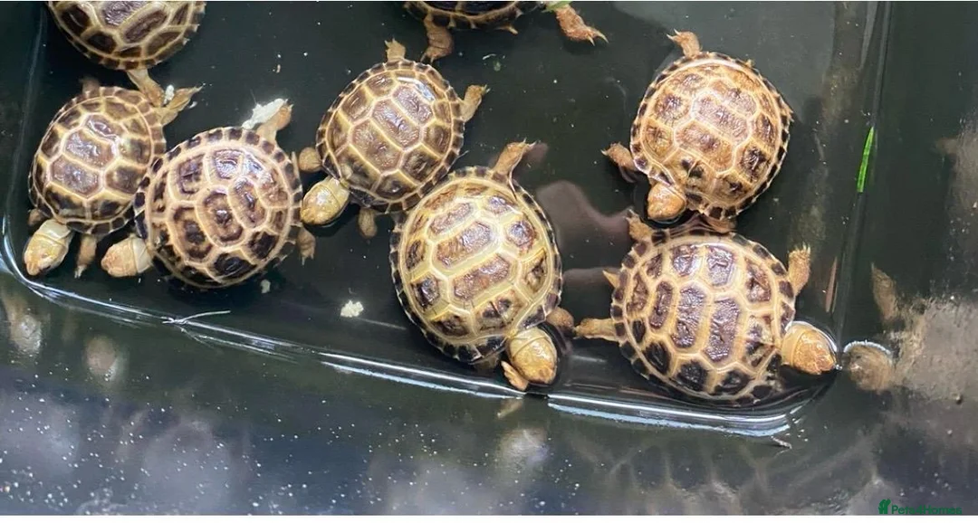 Tortoise reptiles for sale: Horsefield Tortoises  - Advert 2