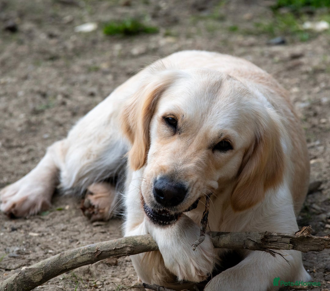 Golden Retriever dogs for sale: Golden Retriever Waiting List  - Advert 3