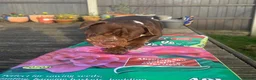 Mixed Breed dogs for adoption: ❤️KINDER❤️ A LOYAL LOVING GIRL(Old Tyme Bulldog) - Advert 6
