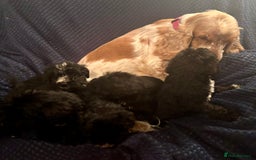 Mixed Breed dogs for sale: 5 X Rare BLUE CockerBlue’s  - Image 11