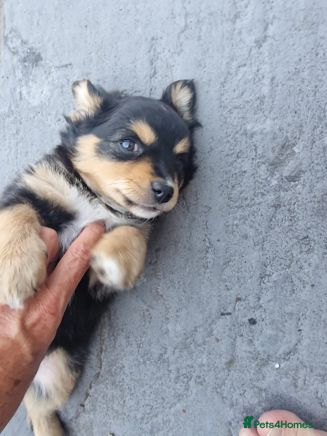 Mixed Breed dogs for sale: Reduced last boy  - Advert 1
