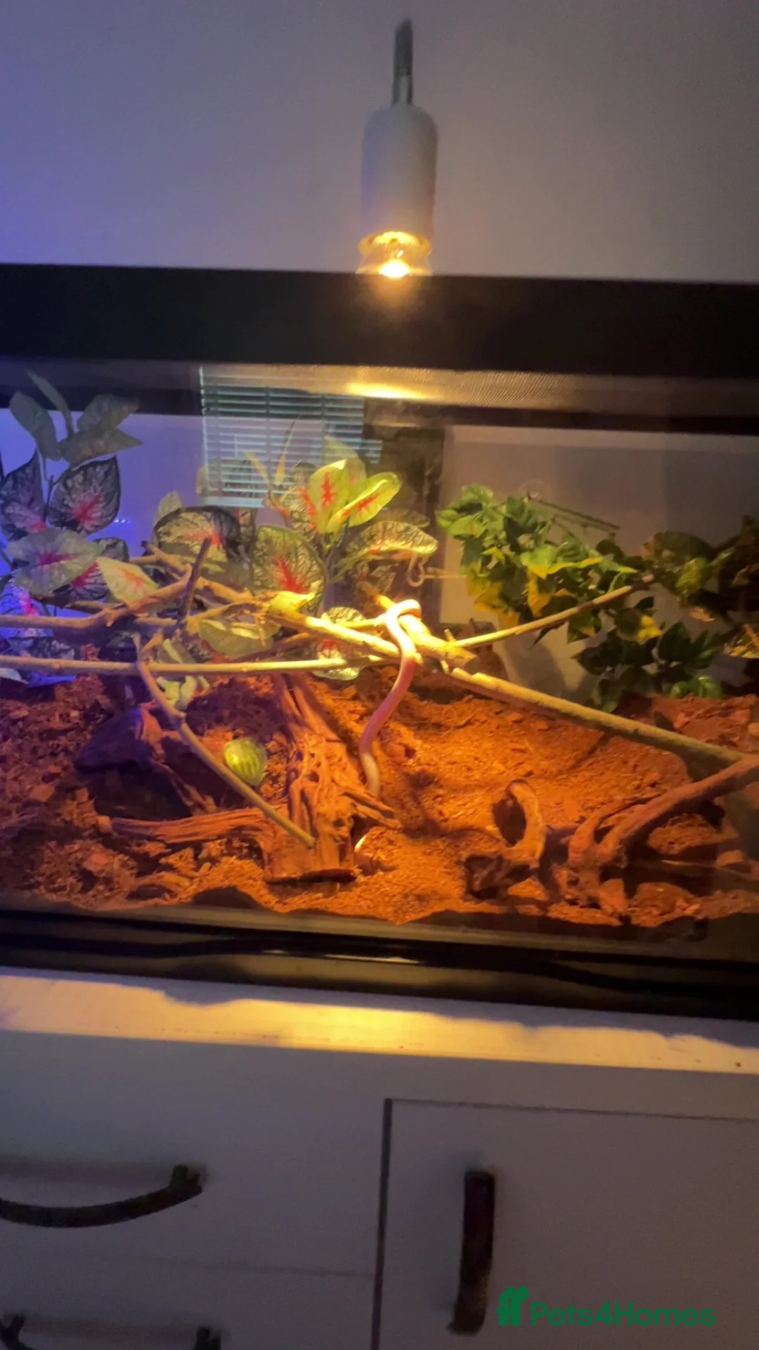 Corn Snake reptiles for sale: 2x corn snakes £150 each with full setup  - Advert 1