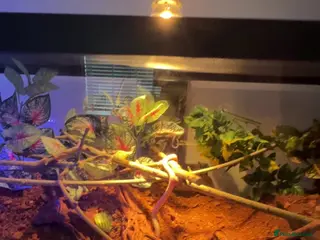 Corn Snake reptiles 2x corn snakes £150 each with full setup - Advert 1