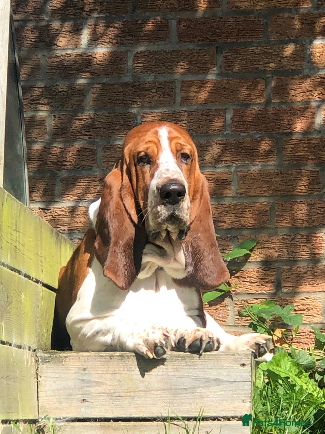 Basset Hound dogs for sale: Finnish dog - Advert 4