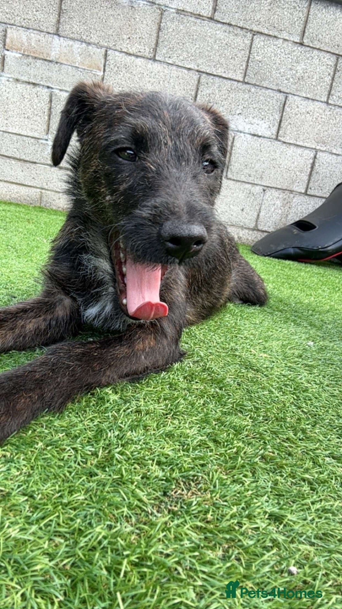 Patterjack dogs for sale: Here is my friendly loving pup cracker  - Advert 3