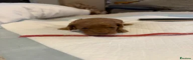 Cockapoo 2
