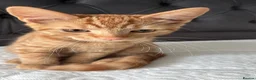 Mixed Breed cats for sale: 2 ginger 5 month old kittens ( bonded ) - Advert 6