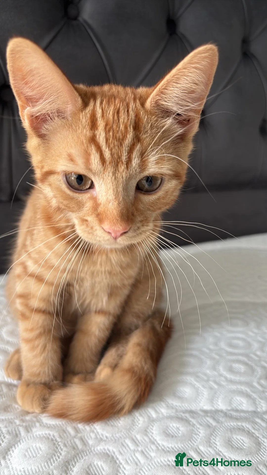 Mixed Breed cats for sale: 2 ginger 5 month old kittens ( bonded ) - Advert 6