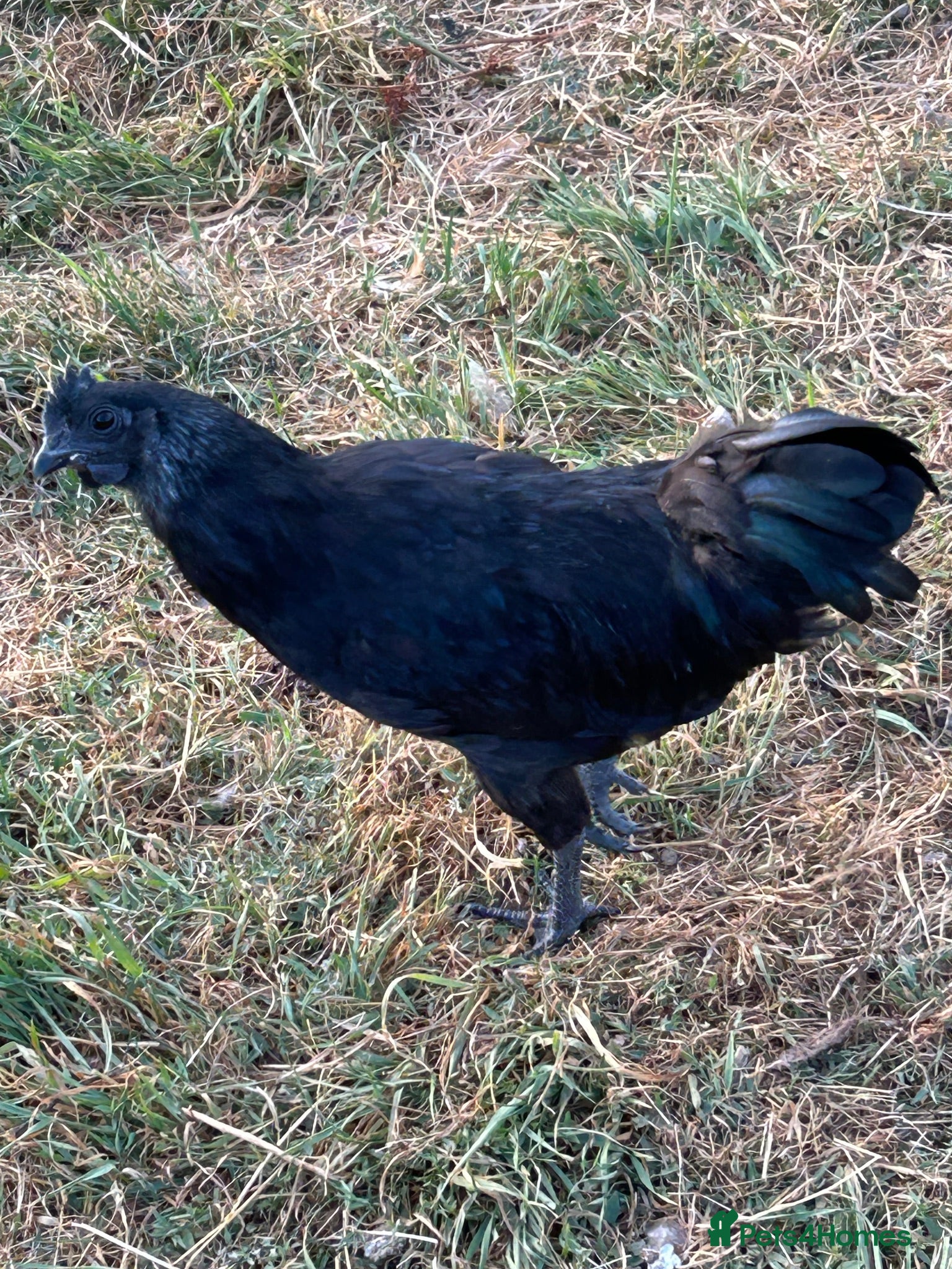 Chickens poultry AYAM CEMANI cockerels  - Advert 1