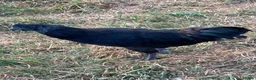 Chickens poultry for sale: AYAM CEMANI cockerels  - Advert 1