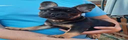 French Bulldog dogs for sale: Ready now, quality French Bulldog Puppies  - Advert 28