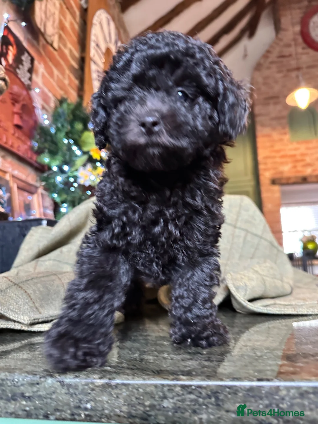 Toy Poodle dogs for sale: BEAUTIFUL KC REG BLACK TOY POODLE PUPPY GIRL  - Advert 12