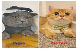 British Shorthair cats for sale: Pure Pedigree British Shorthair  - Image 22