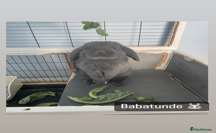 Mini Lop rabbits - Advert 5