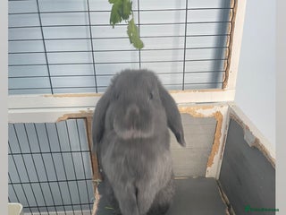 Mini Lop rabbits for adoption - Advert 1