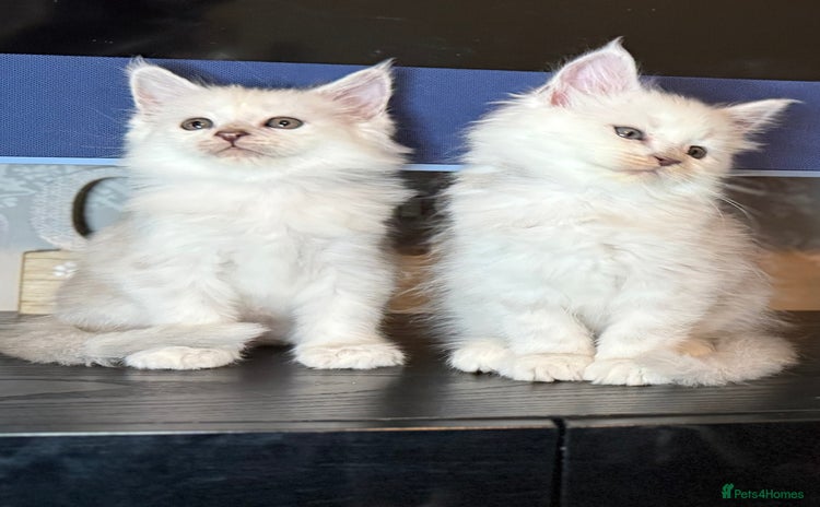 Maine Coon cats - Advert 4