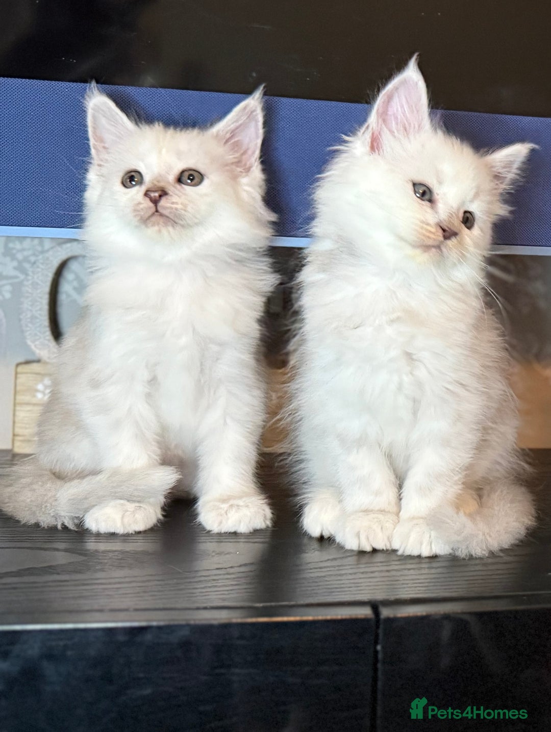 Maine Coon cats for sale: Outstanding Blue Silver Shaded Maine Coon Kittens - Image 1
