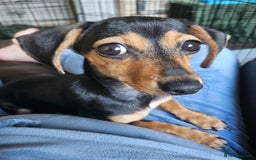 Chiweenie dogs for sale: 7 months old, chiweenie puppy - Image 4