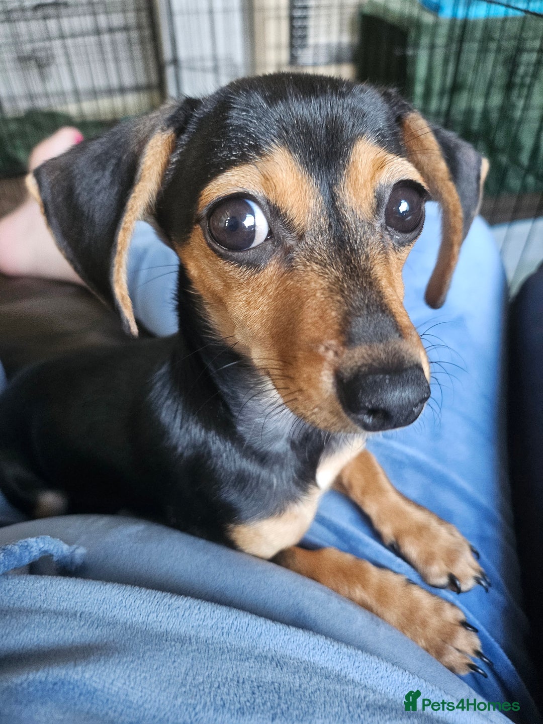 Chiweenie dogs for sale: 7 months old, chiweenie puppy - Image 4