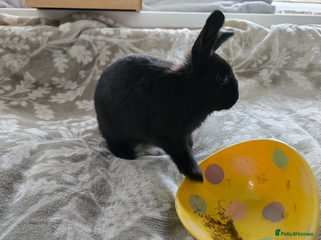 Mini Lop rabbits for sale: 3 little black bunnies pearls silver-plated fur - Advert 6