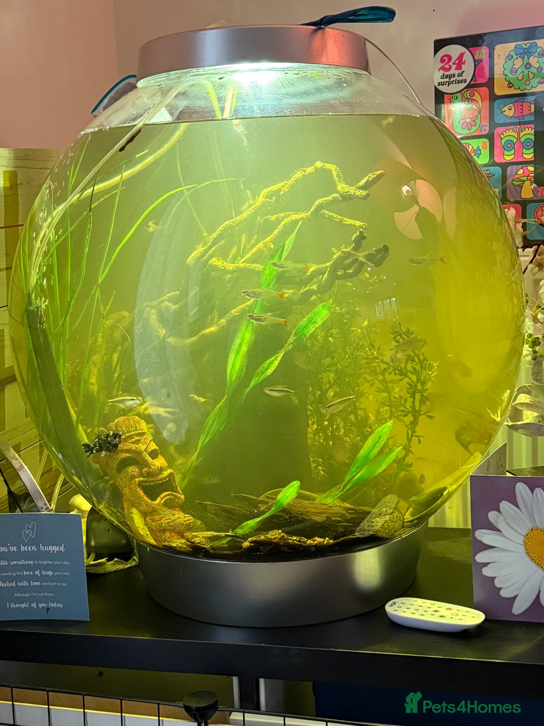 Other/Mixed Breed fish for sale: Biorb 105 l community set up tank all included  - Advert 2