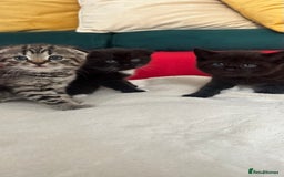 Mixed Breed cats for sale: Scottish fold mixed breed - Image 5