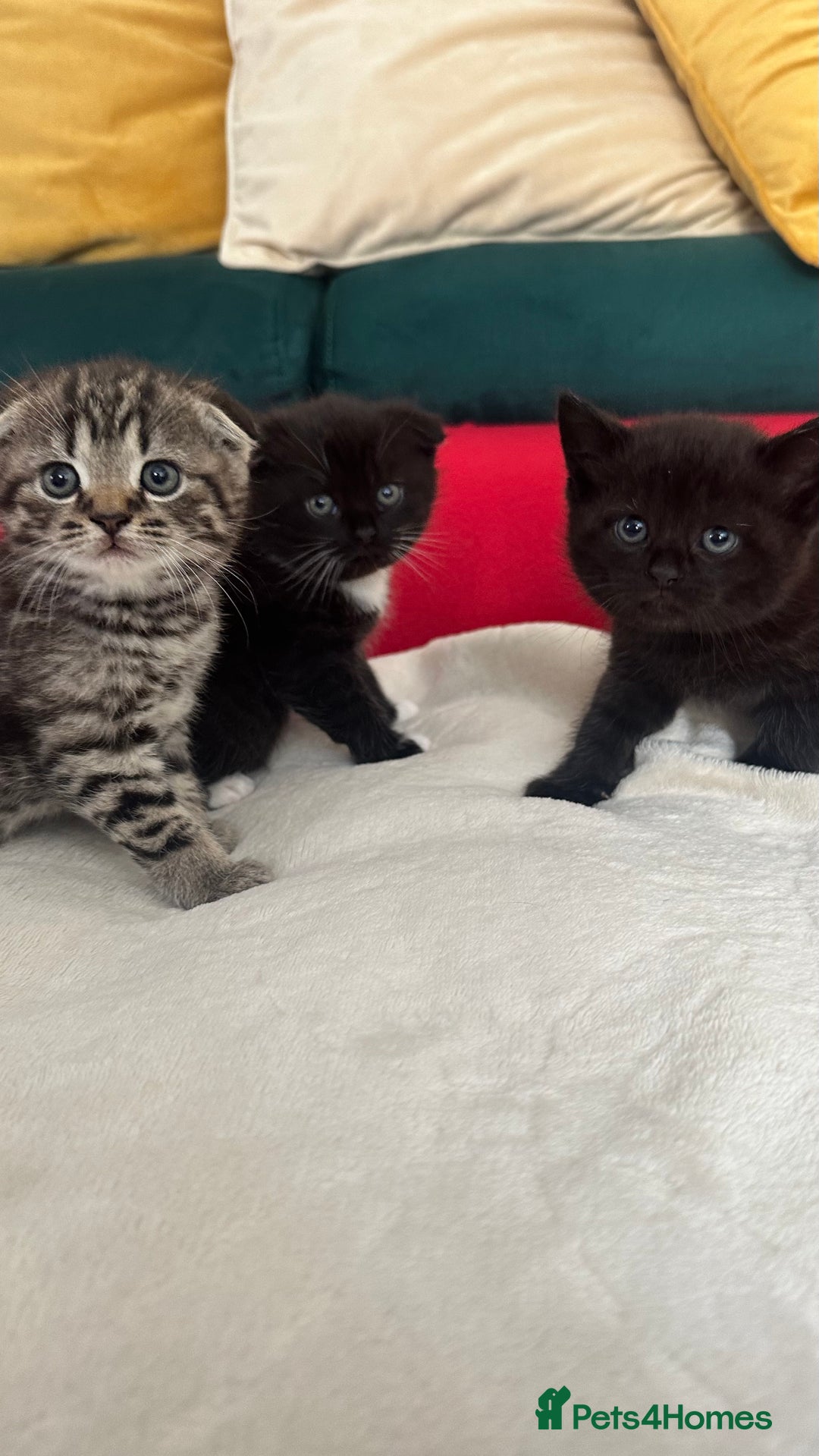 Mixed Breed cats for sale: Scottish fold mixed breed - Image 5