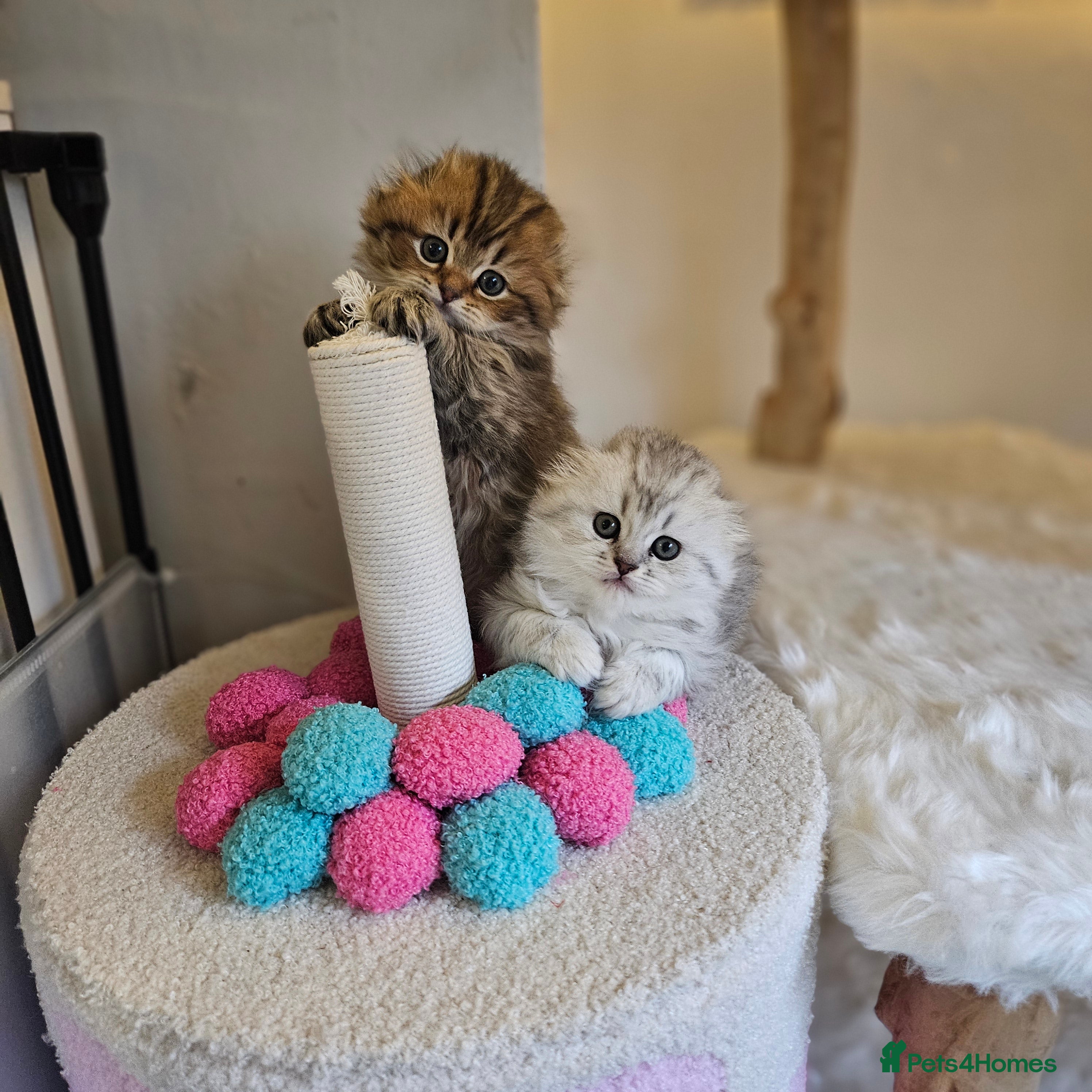 Scottish Fold cats TICA Scottish fold show quilty kittenss london  - Advert 15