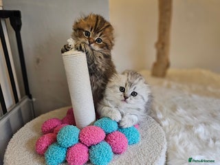 Scottish Fold cats TICA Scottish fold show quilty kittenss london - Advert 5