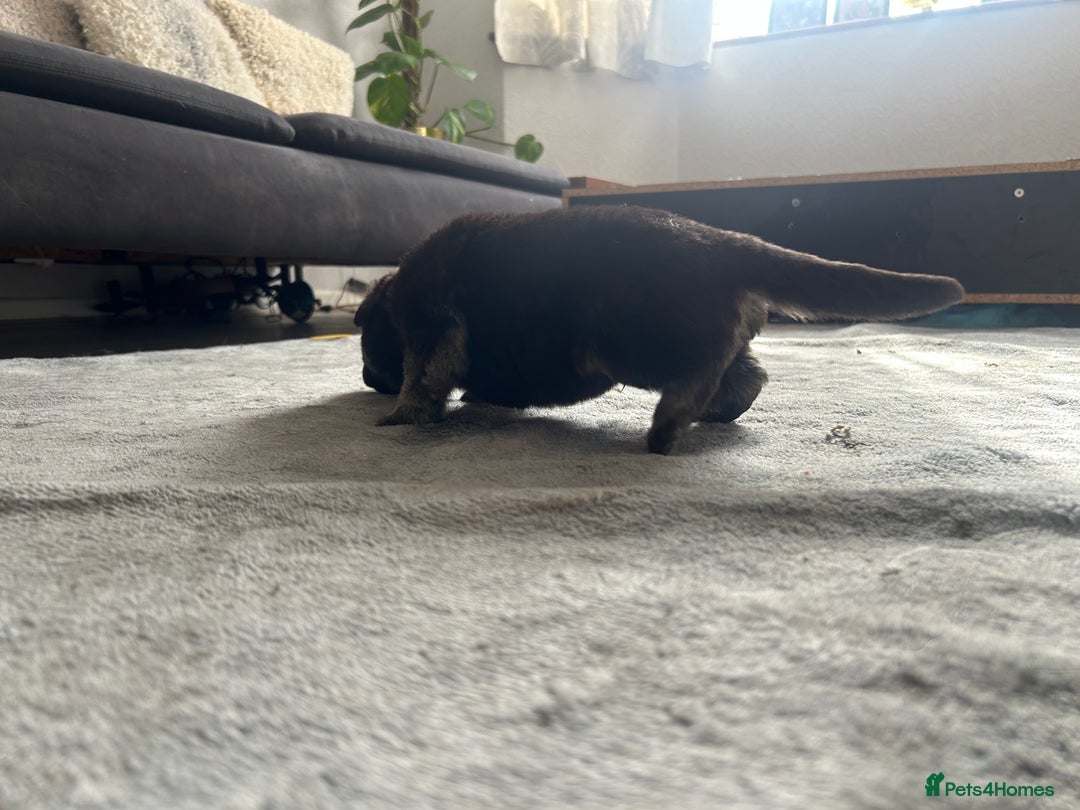 German Shepherd dogs for sale: ALFREDO  - Image 10