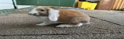 Mixed Breed rabbits for sale: Rabbits for sale - Advert 5