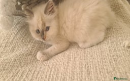 Ragdoll cats for sale: Pure ragdoll kittens READY NOW!! - Image 16