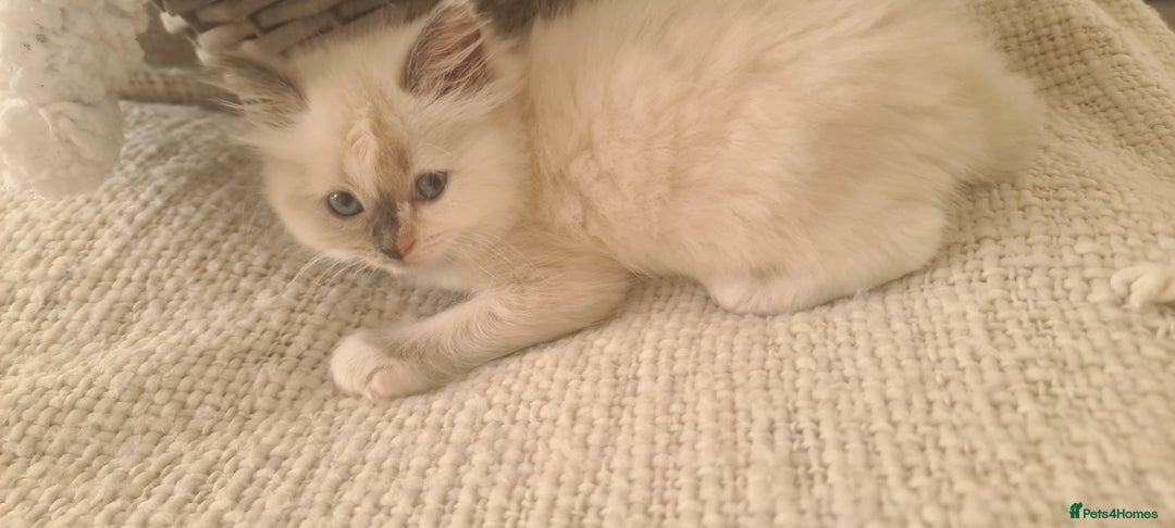 Ragdoll cats for sale: Pure ragdoll kittens READY NOW!! - Image 16