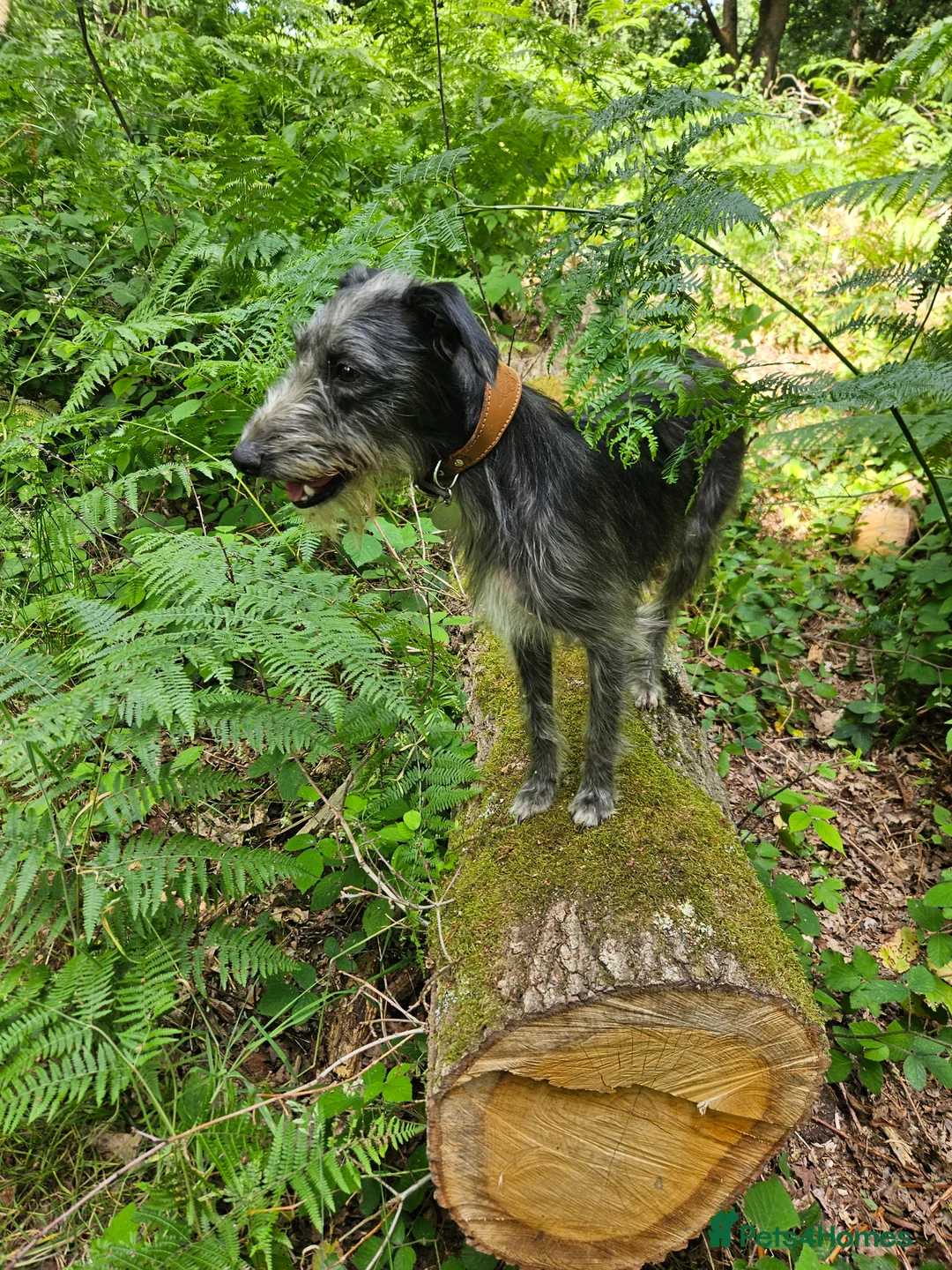 Mixed Breed dogs for sale: Bedlington whippet  in Colchester - Advert 4