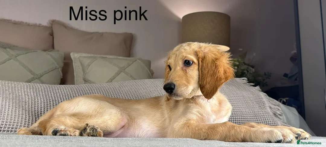 Irish Doodle dogs for sale: The perfect Doodle - Advert 14