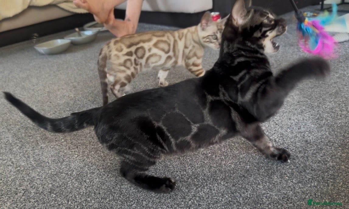 Bengal cats for sale: Exceptional bengal babies 🐆💎❤️ - Advert 2