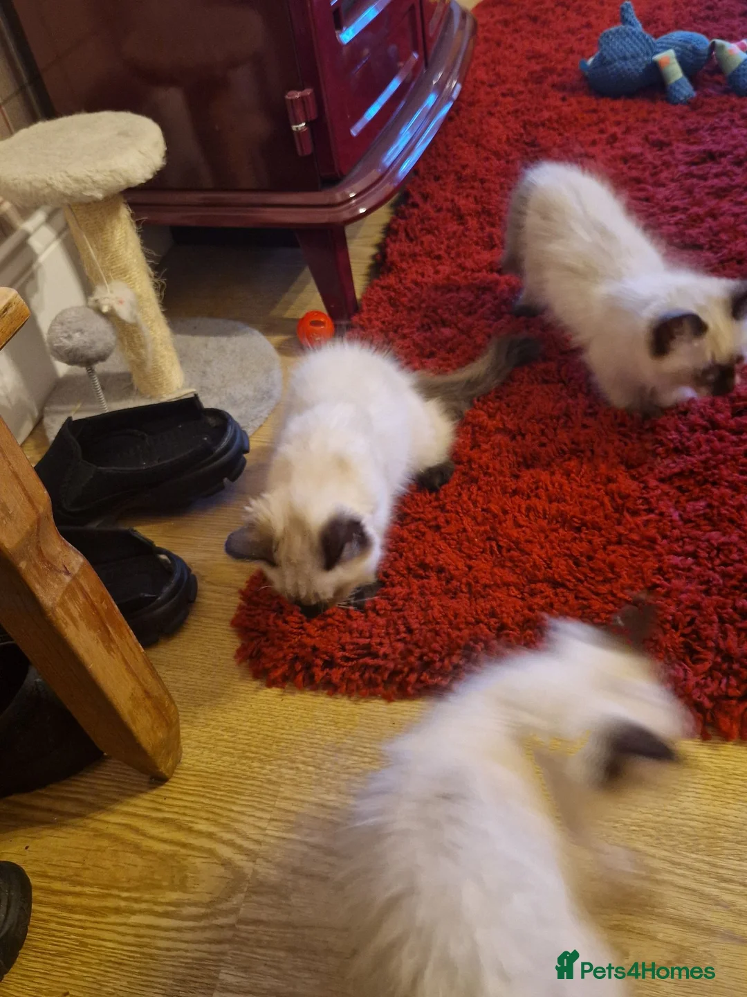 Ragdoll cats for sale: Ragdoll kittens in Newcastle upon Tyne - Advert 2