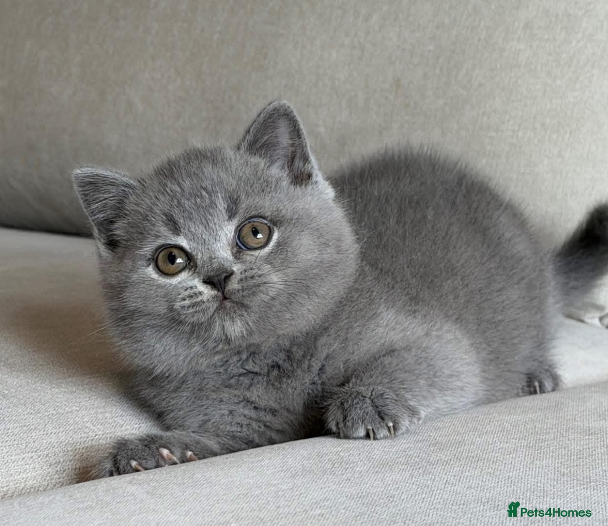 British Shorthair cats for sale: ✨ GCCF BEAUTIFUL KITTENS ✨ - Advert 10